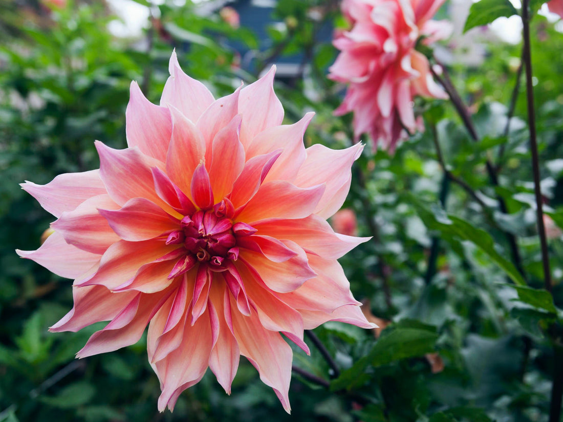 My First Official Dahlia Season in Review