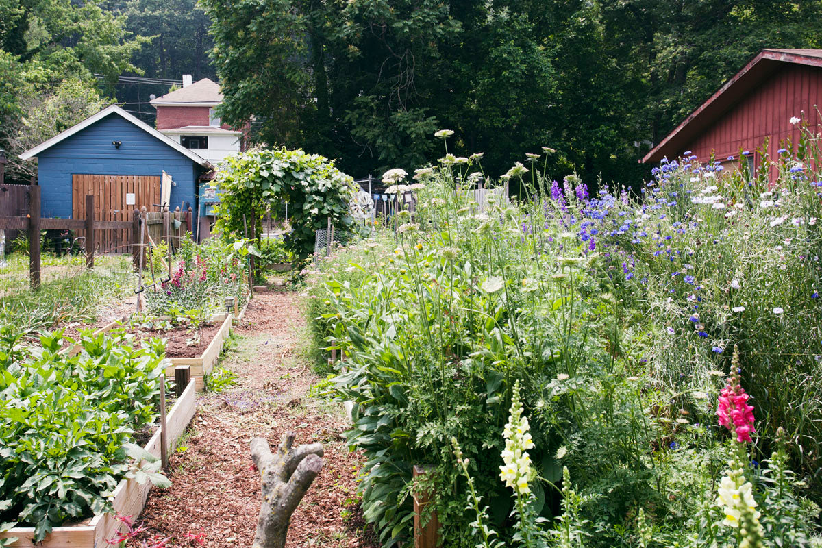 View of flower beds on a small scale flower farm with blue building in background