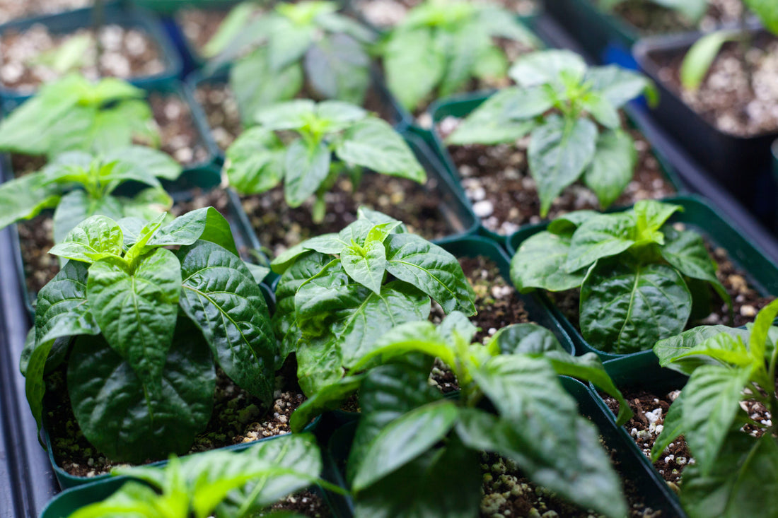 Specialty Pepper Varieties 2024