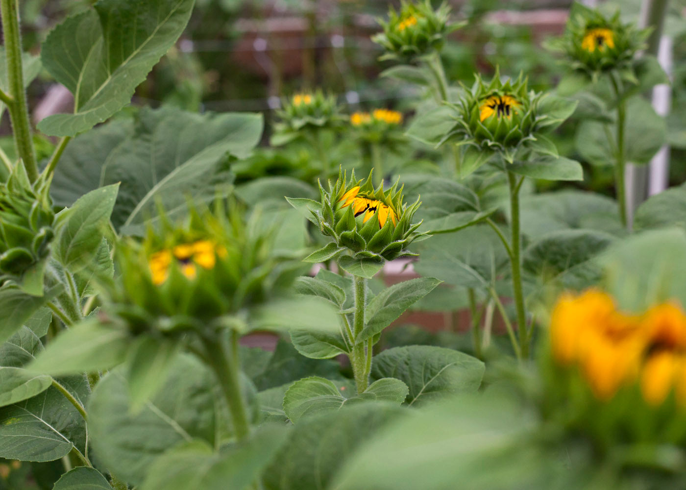 Sunflower Success Unlocked