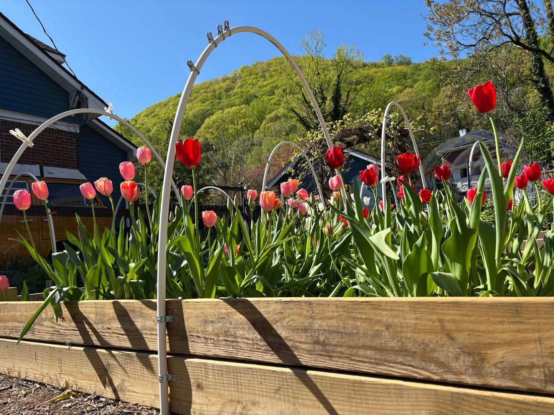 Year Two Flower Farming – Lessons Learned