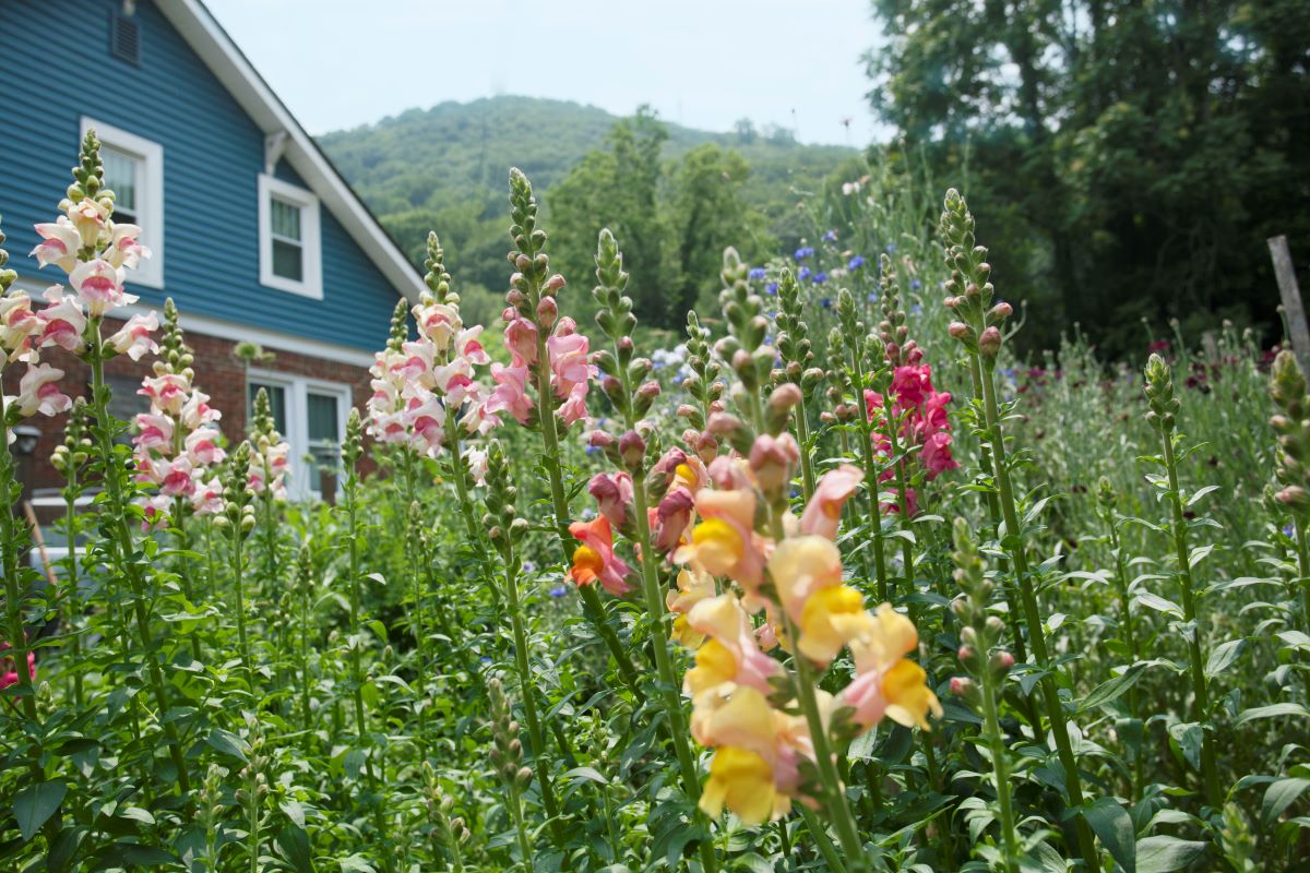 Floral garden in front of a blue house with mountains in the background