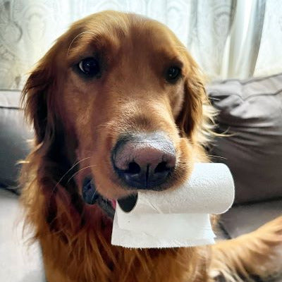 Dog holding a roll of toilet paper in its mouth