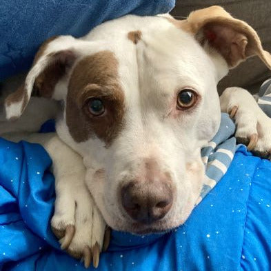 Dog with brown and white fur sitting on a blue blanket