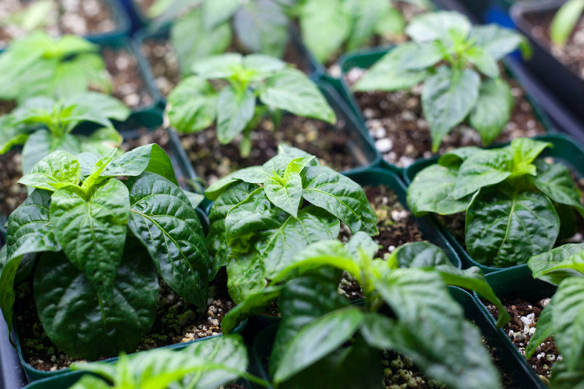 Close-up of young green plants in a greenhouse setting
