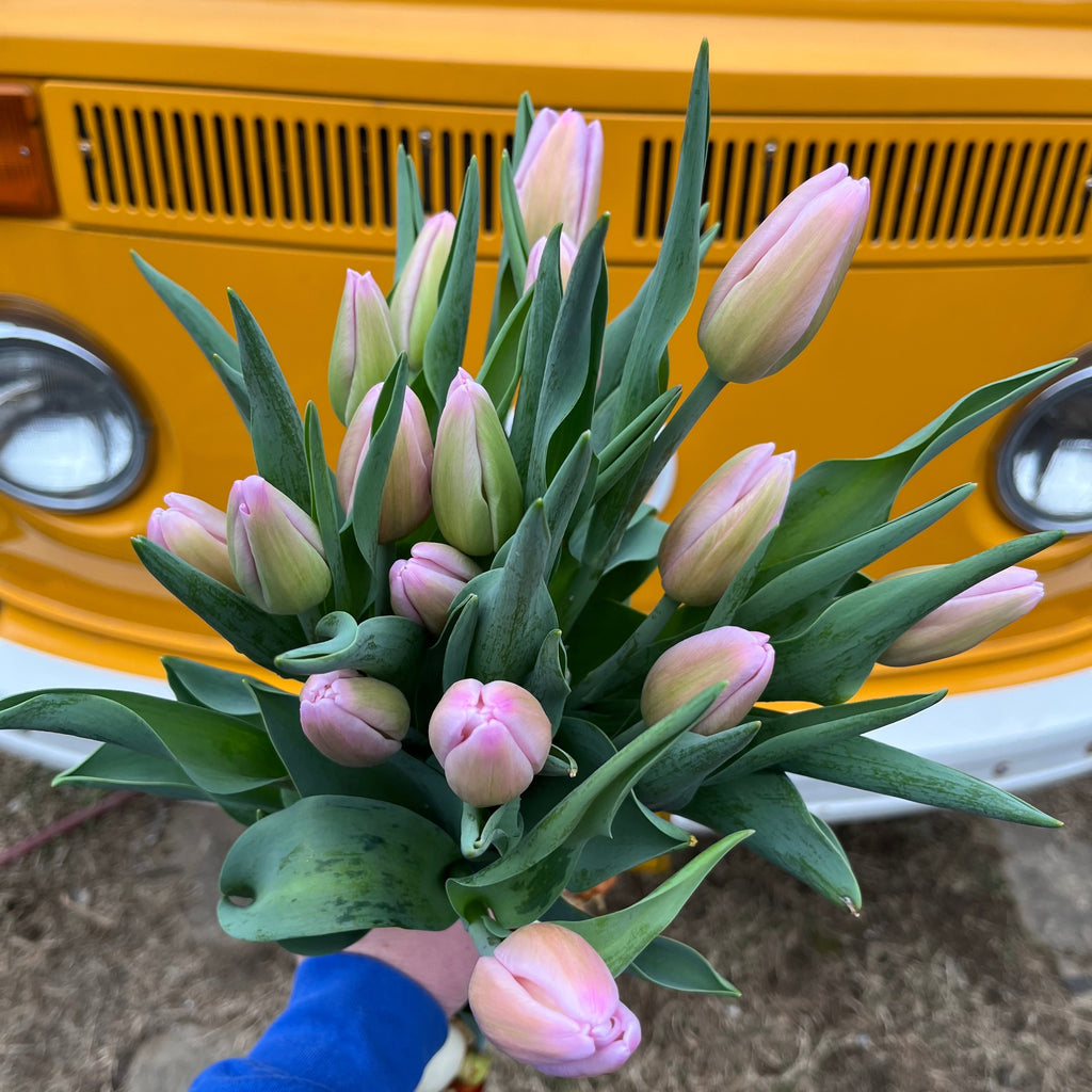 Bouquet of pink tulips held by a person wearing a blue sleeve, with a yellow vehicle in the background.
