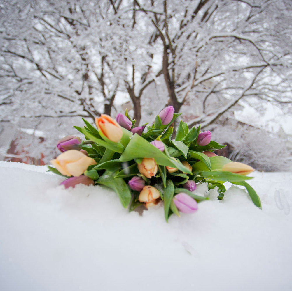 Bouquet of flowers in the snow with a winter landscape in the background