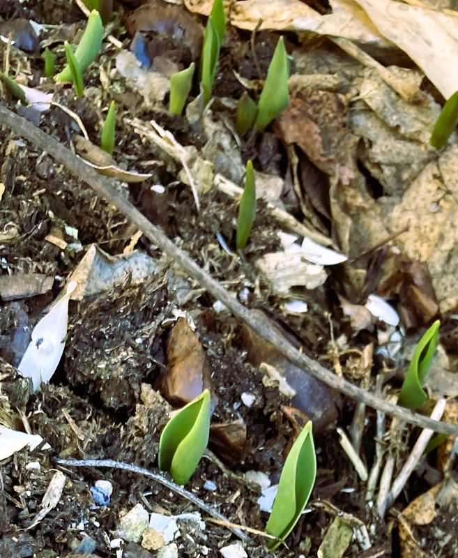 Carbon Neutral Farming & Fever Dreams