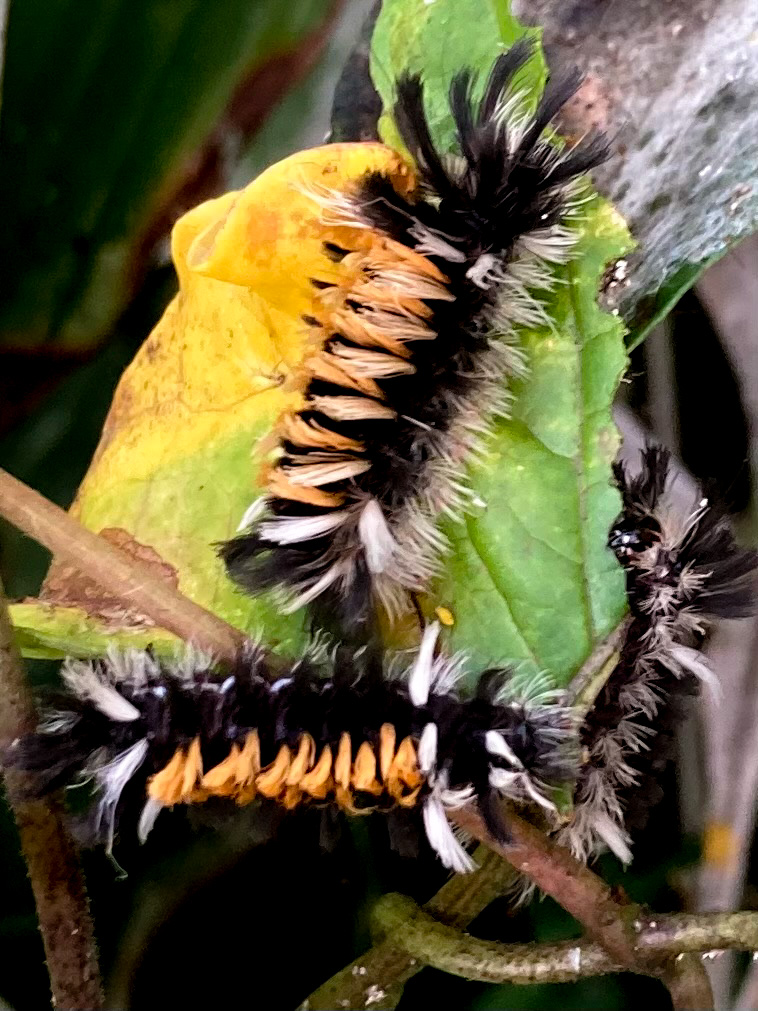 Milkweed Tussock Moth Caterpillars