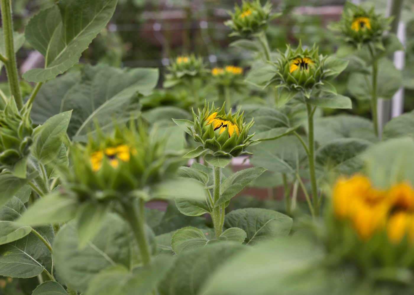 Sunflower Success Unlocked